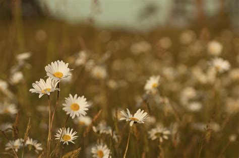 1920x1080 / 1920x1080 Flowers, Daisies, Field, Grass wallpaper JPG - Coolwallpapers.me!