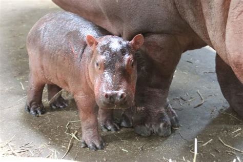 It's a Boy!! - Cincinnati Zoo & Botanical Garden