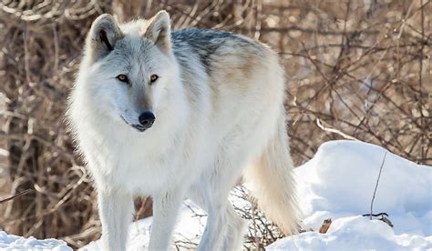 What Is the World's Largest Species of Wolf? - WorldAtlas.com