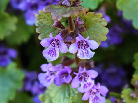 Ground Ivy - A Foraging Guide to Its Food, Medicine and Other Uses