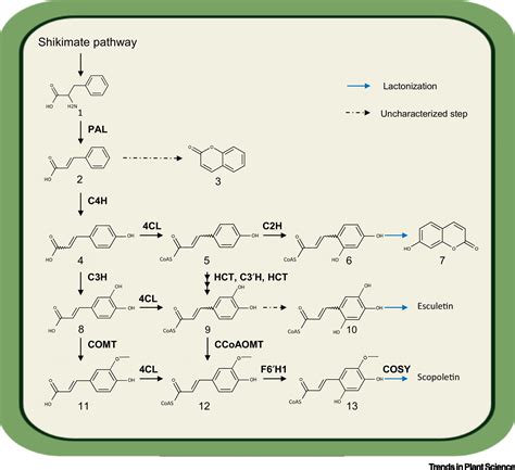 The Coumarins: Secondary Metabolites Playing a Primary Role in Plant ...