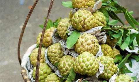 15 Health Benefits of Atis Fruit the Sugar Apple of Your Life