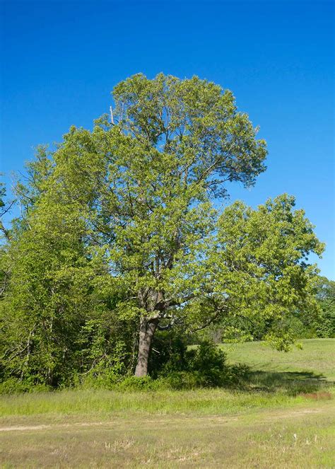 Southern Red Oak Trees | Ready to Plant On Sale Now | Wildtree