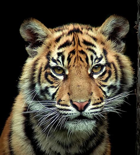 Young Sumatran Tiger by Photo By Steve Wilson