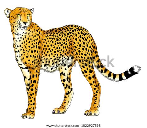 7+ Thousand Cheetah Outline Drawing Royalty-Free Images, Stock Photos & Pictures | Shutterstock