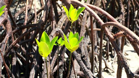 Protecting Mangrove Ecosystems: Learning from India's Coastal Regions ...