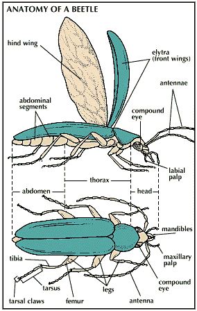 Art:Beetle anatomy. | Insect anatomy, Anatomy, Beetle