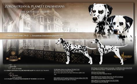 Dalmatian Puppies For Sale