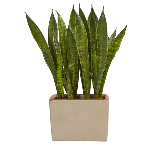 Low Maintenance Cubicle Plants To Uplift Your Mood | Cubicle Therapy