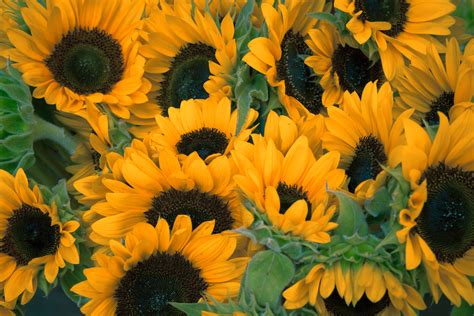 How to Grow Sunflowers - Purple Flower