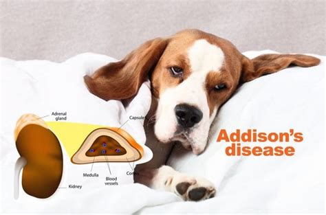 Addison’s Disease in dogs: Its Causes, Symptoms and Treatment