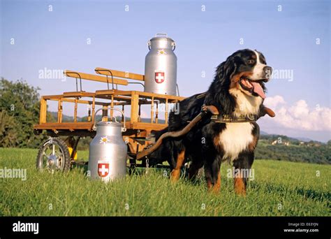 Bernese Mountain Dog pulling cart with milk churns Stock Photo - Alamy