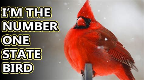 Northern Cardinal facts: the red birds of North America | Animal Fact Files - YouTube