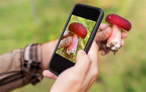 Best Mushroom Identification Apps for iOS and Android | GroCycle