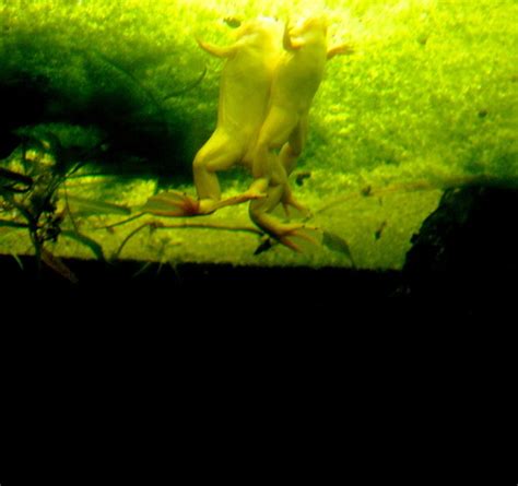 Albino African Clawed Frog - Belle Isle Aquarium