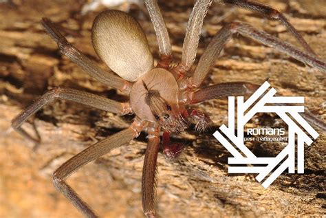 What You Need To Know About the Brown Recluse Spider