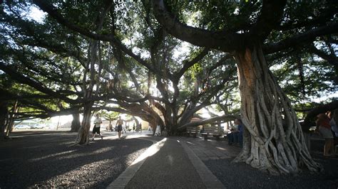 In Lahaina, Maui, Many Hawaiian History Gems Are Lost to Wildfires ...