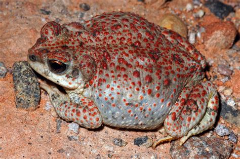 Red Spotted Toad Facts and Pictures