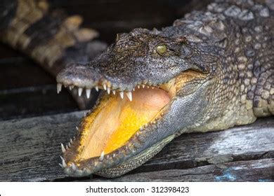 1,265 Crocodile Tongue Royalty-Free Photos and Stock Images | Shutterstock