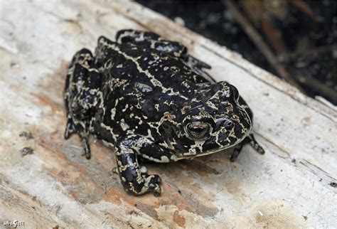 Black Toad (Bufo exsul) | An adult Black Toad. These toads e… | Flickr