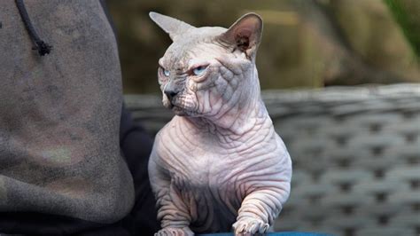 The 'XL Bully cat' is the latest internet-famous cat to stoke selective breeding concerns - ABC News