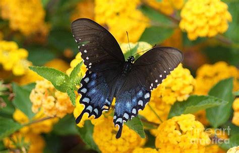 Pipevine Swallowtail Butterfly Photograph by Sherry Vance