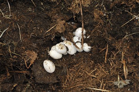 How Big Are Garden Snake Eggs - 'Snake Eggs' Discovered in School Sand ...