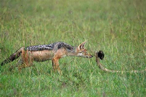 Test Photo of the Day — Jackal and Lion’s Tail | Sean Crane Photography