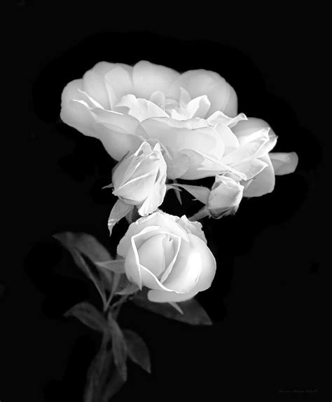 White Roses In The Moonlight Black And White Photograph by Jennie Marie ...