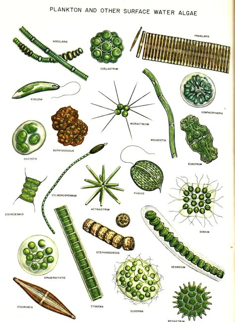 Green Algae Drawing at GetDrawings | Free download