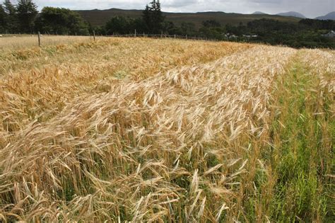 How to make whisky Part 1: Malting - Isle of Raasay Distillery