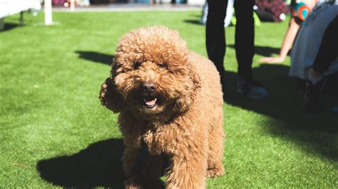 Dog Day Out - Concrete Playground