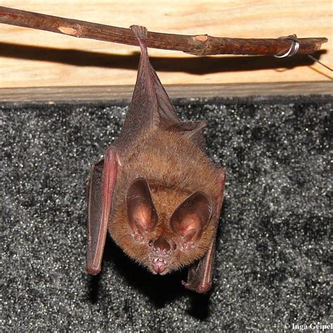 Smithsonian Insider – Common tropical bat uses echolocation with ...