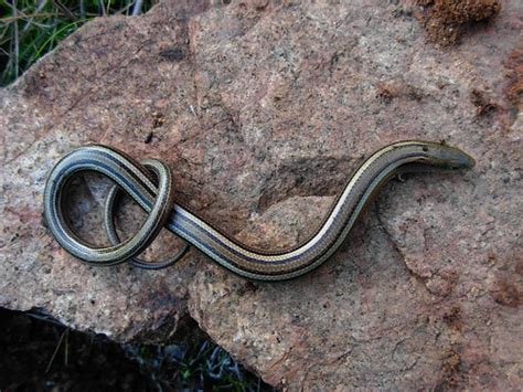 Chalcides chalcides | The Reptile Database