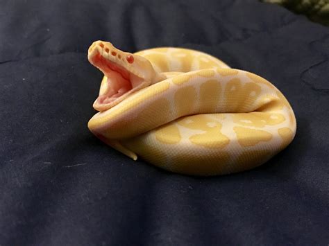 Freya, the high contrast Albino Ball Python. | Ball python, Pet snake ...