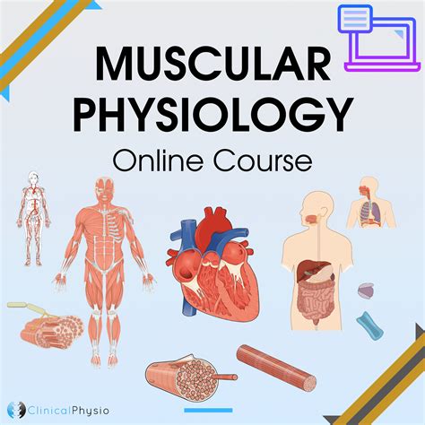 Muscular Physiology Course | Clinical Physio