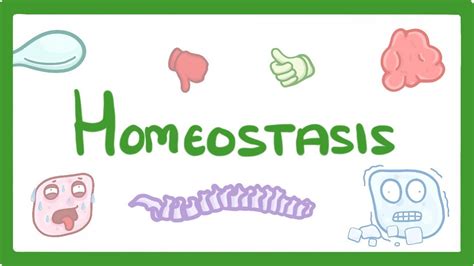 Youtube Amoeba Sisters Homeostasis