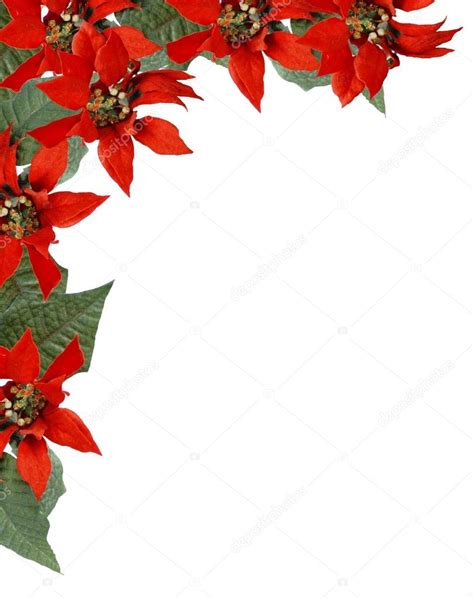 Christmas Poinsettia Border ⬇ Stock Photo, Image by © riffmax #2190979