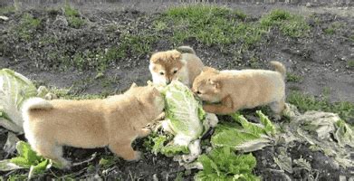 Cabbage Dog GIFs - Find & Share on GIPHY