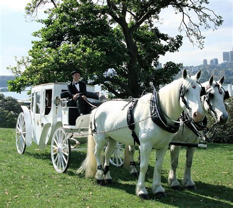 Wedding Horse and Carriage- Open or Closed Carriage