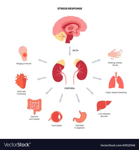 Stress response system Royalty Free Vector Image