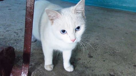 White cat with blue eyes waiting for me - YouTube