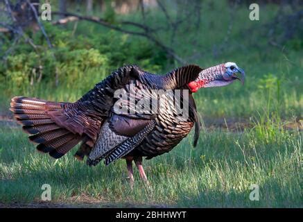 Wild Tom Turkey Gobbling Stock Photo - Alamy