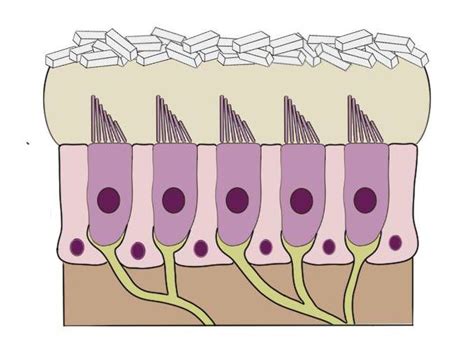 Otolith organs - definition — Neuroscientifically Challenged