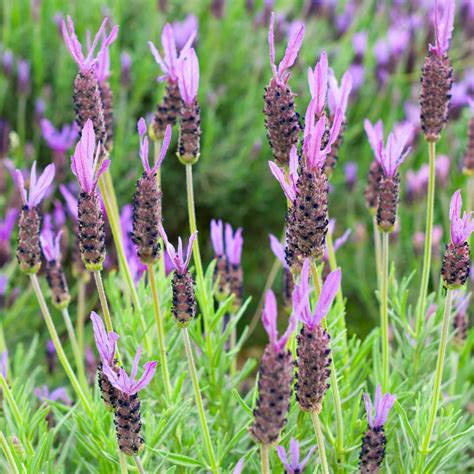 French Lavender, Spanish Lavender seeds - Lavandula stoechas – Garden Seeds Market