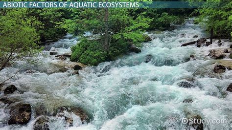 Aquatic Ecosystems | Abiotic Factors & Importance - Video & Lesson Transcript | Study.com