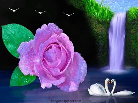 imagenes-de-aves-y-flores-con-movimiento.gif (600×450) Rosas Gif, In ...