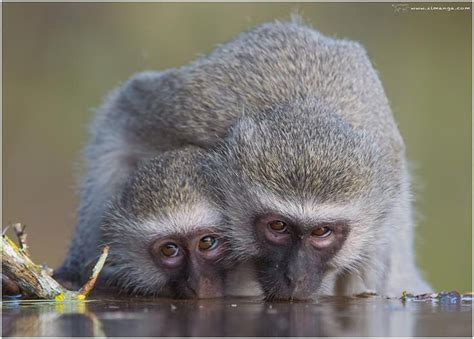 wildlife-photography-course-kwazulu-natal-south-africa - Africa Geographic