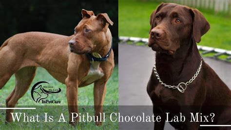 Pitbull Chocolate Lab Mix: All You Need To Know (+Photos)