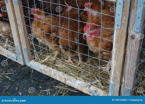 Chickens in cages stock photo. Image of farming, animal - 168722864